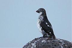 Least Auklet